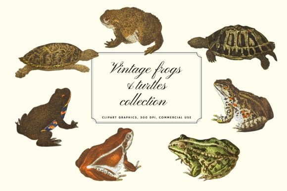 Vintage Frogs and Turtles Collection: A Charming Addition to Your Design Assets